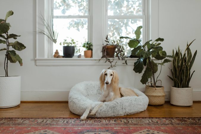 Udstyr til hund